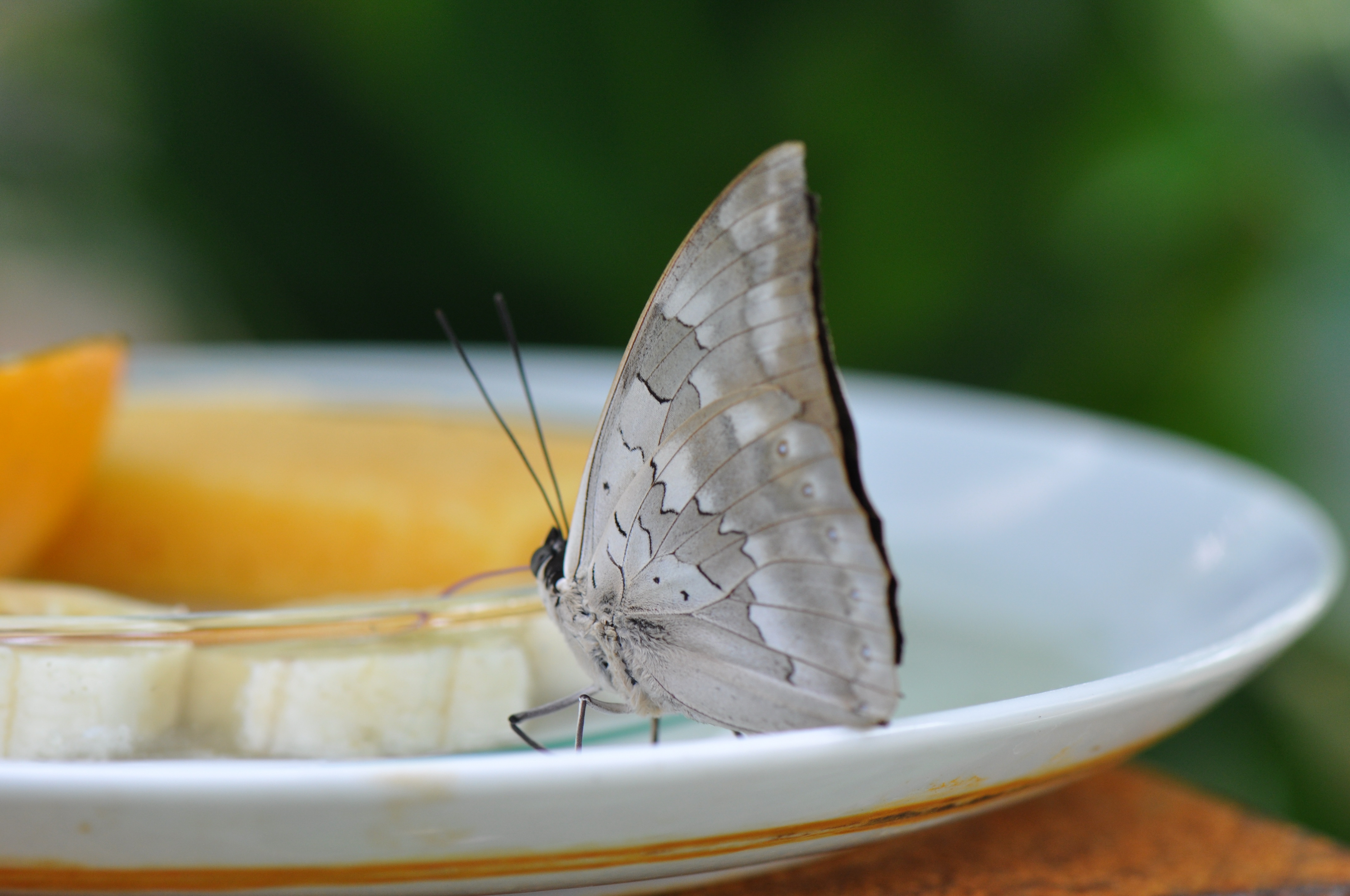 Botanischer Garten Schmetterlingsausstellung Morphofalter