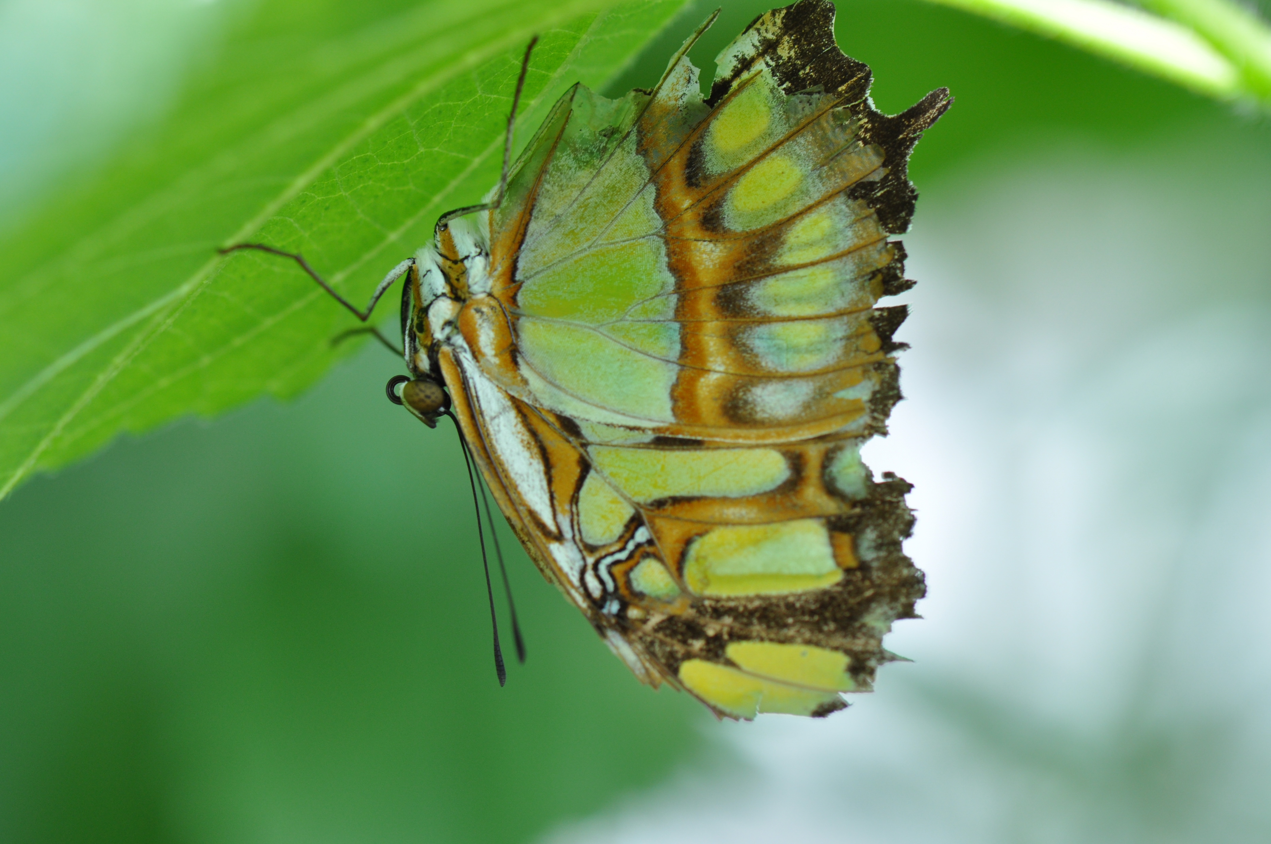 Botanischer Garten Schmetterlingsausstellung Limetten