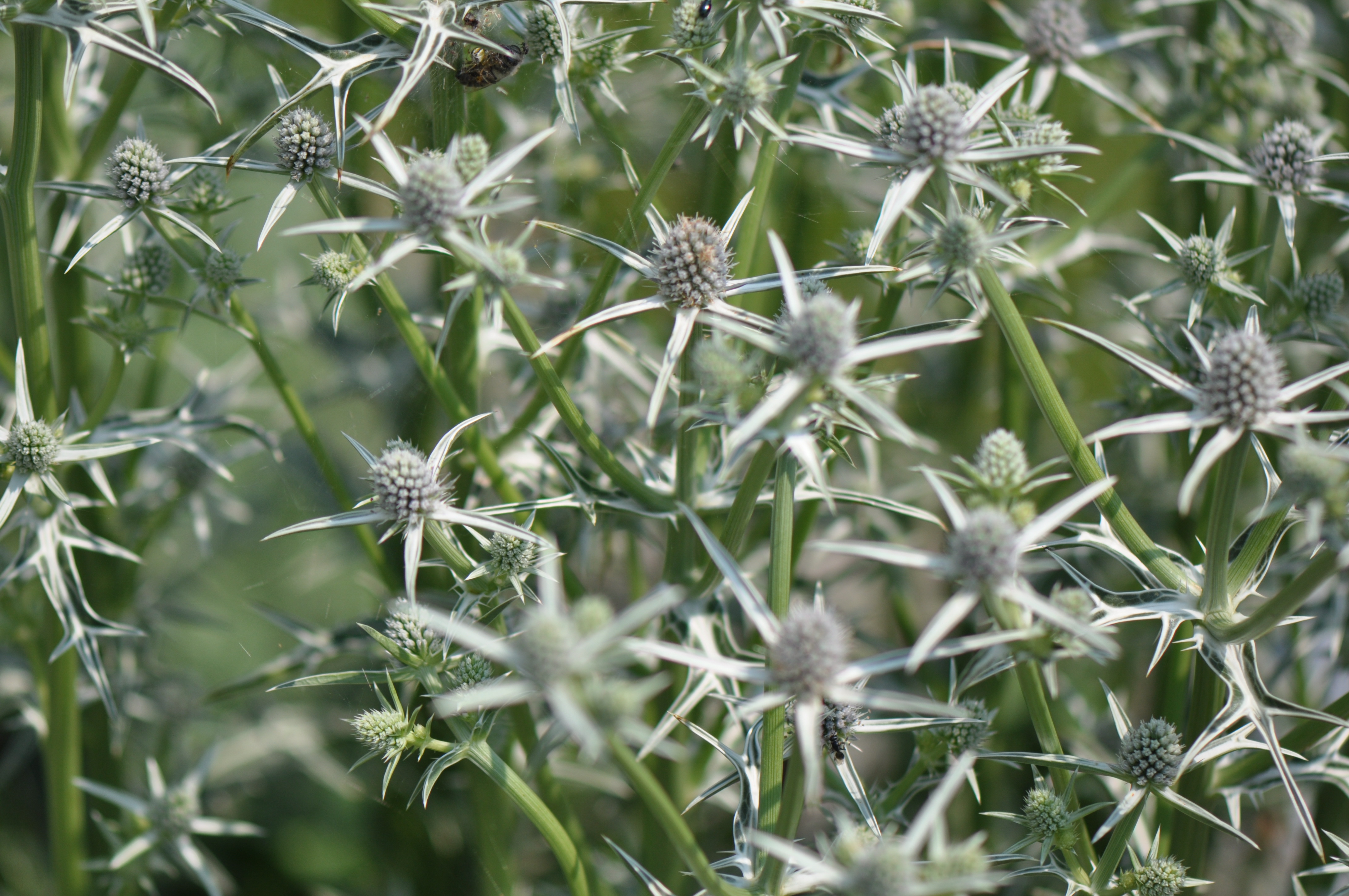 Botanischer Garten Innsbruck Edeldisteln Korbblutler Bilder