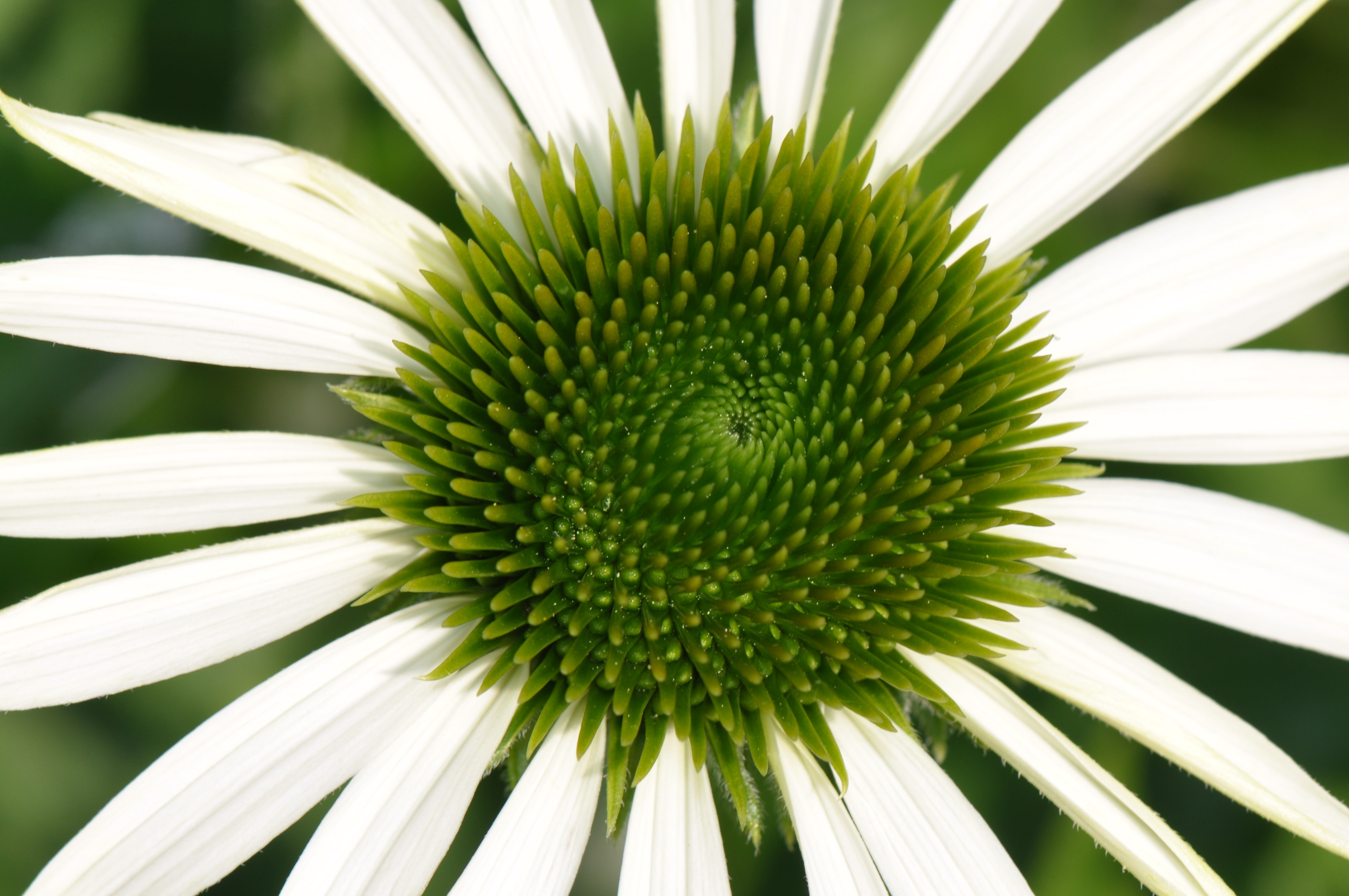 Botanischer Garten Innsbruck Asternart Asteracaeae Bilder