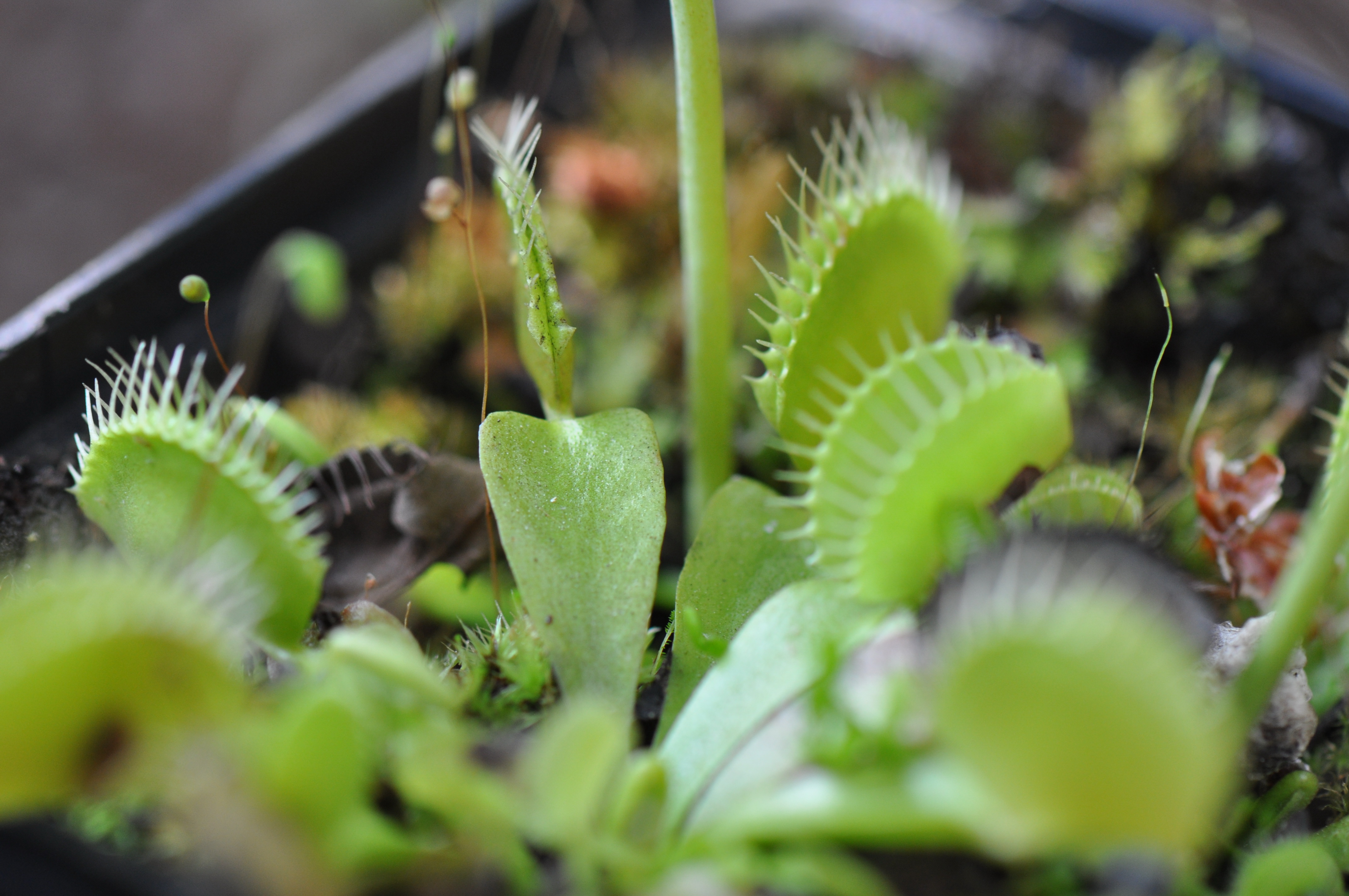 Botanischer Garten Innsbruck Venusfliegenfalle Fleischfressend