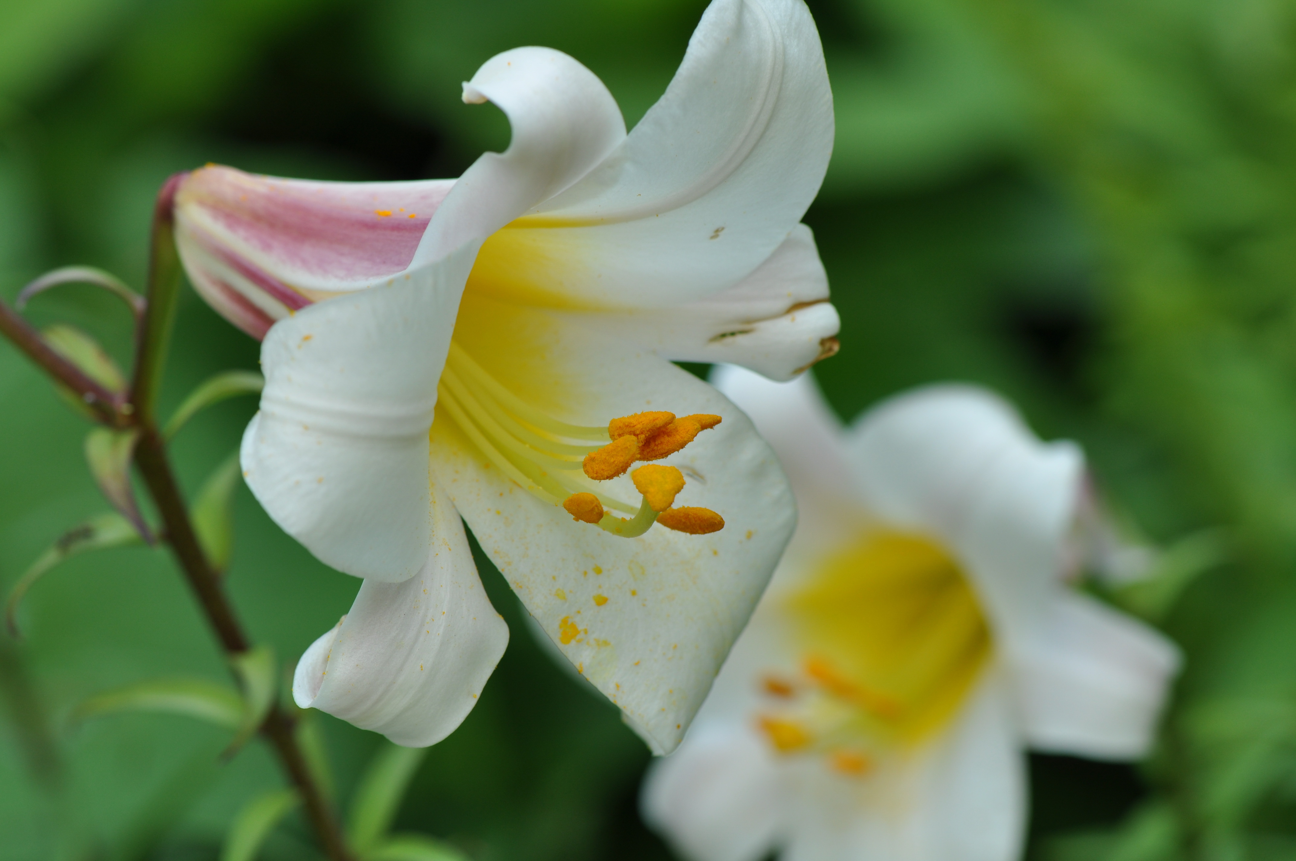 Botanischer Garten Innsbruck Weisse Lilie Bilder Tibs At