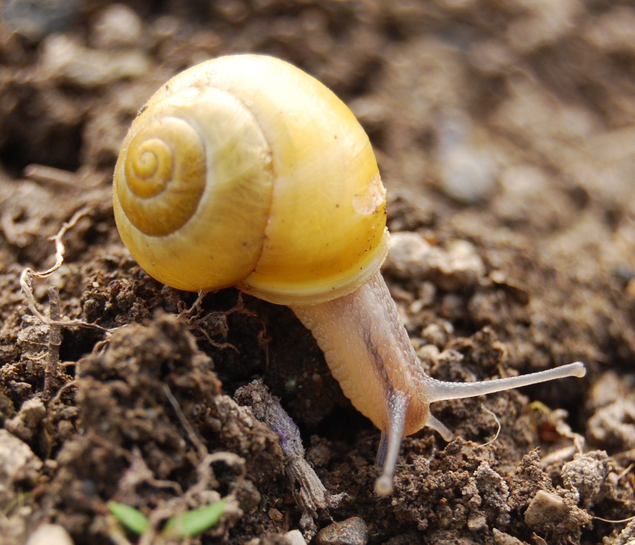 Schnecke | bilder.tibs.at