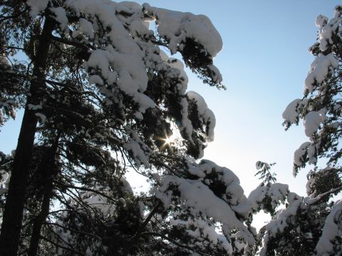 Bäume im Schnee | bilder.tibs.at